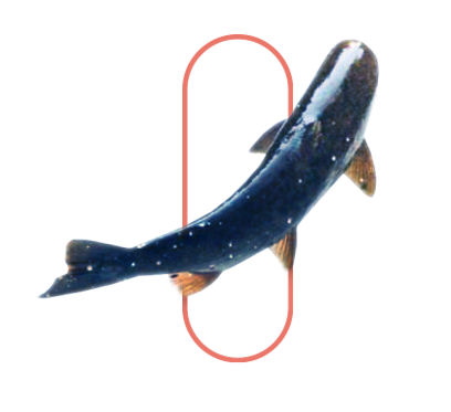 Fish and a pill