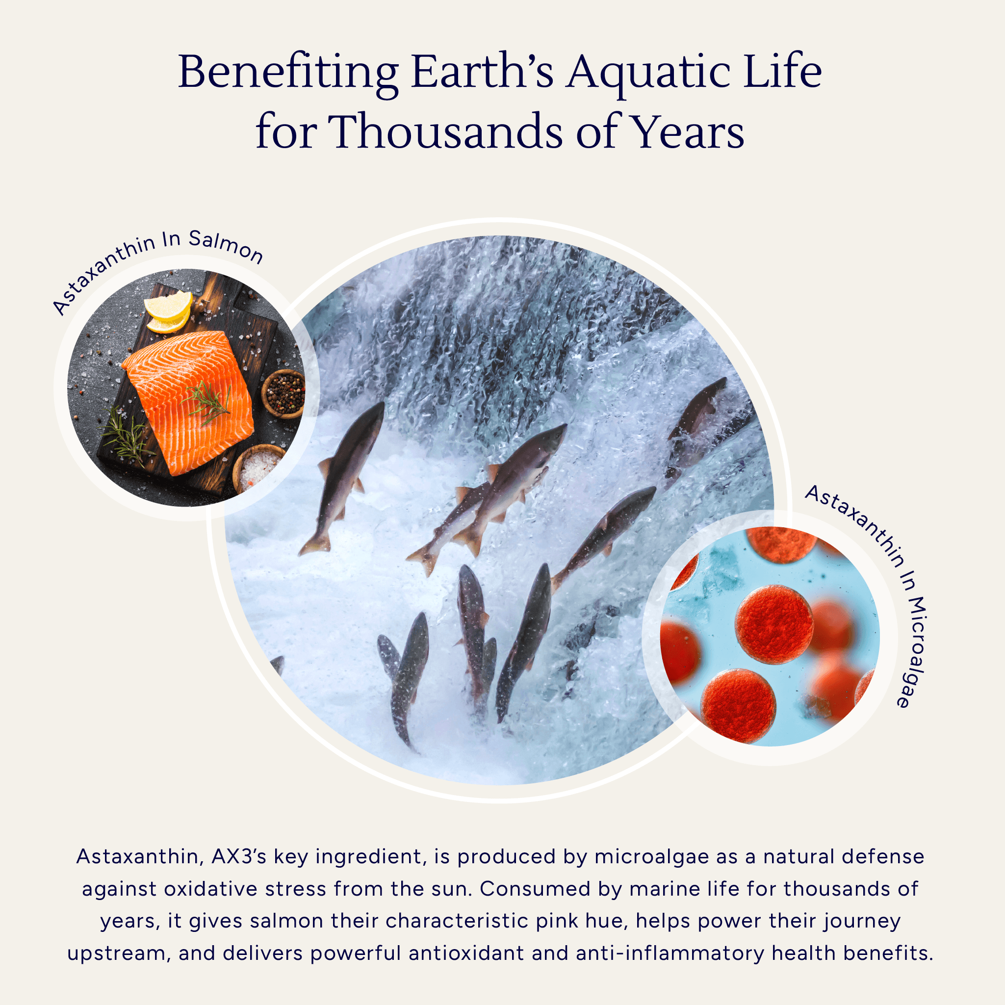 AX3 Astaxanthin